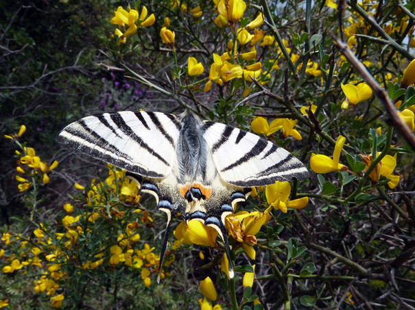 Image événement labouture
