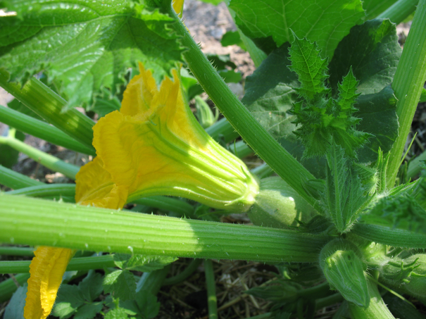 Image événement labouture