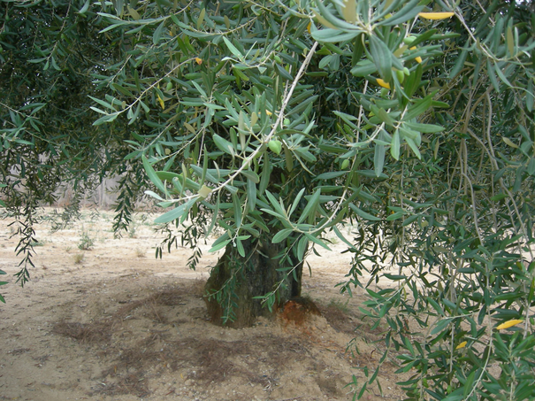 Image événement labouture