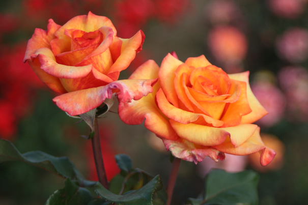 Image événement labouture