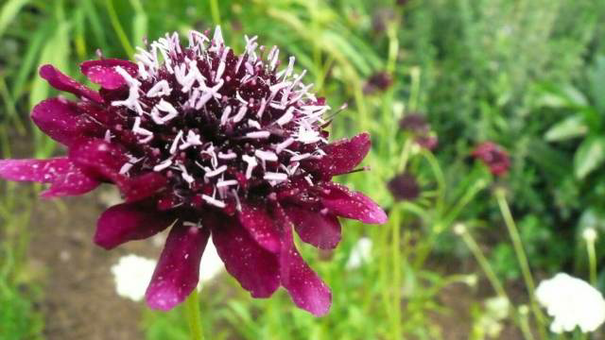 Image événement labouture