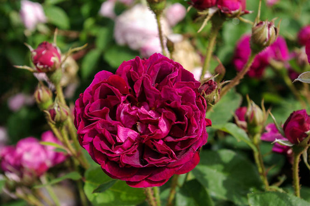 Image événement labouture