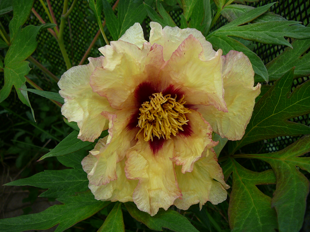 Image événement labouture