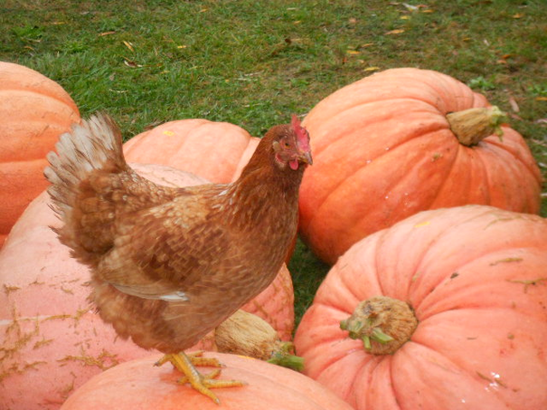 Image événement labouture