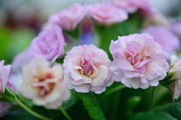 Image événement labouture