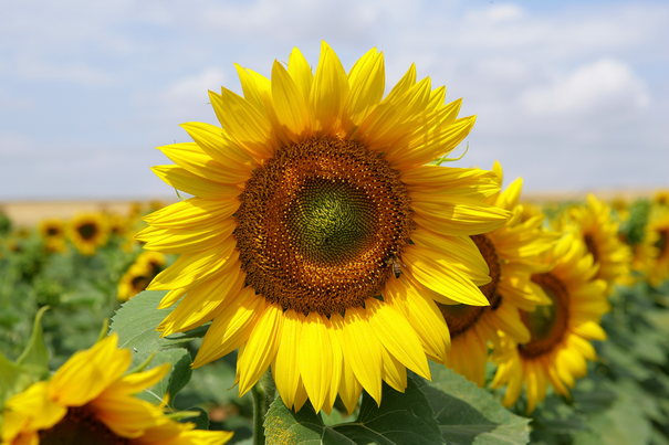 Image événement labouture