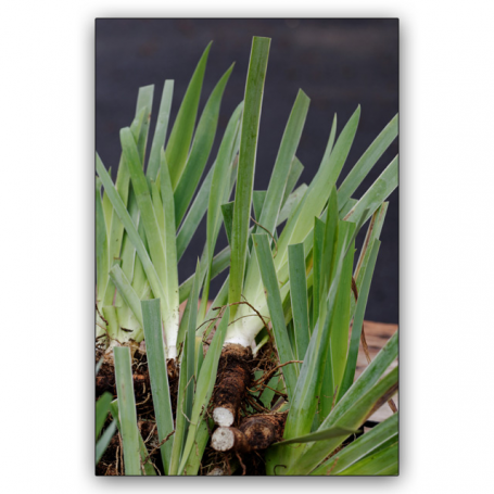 Image événement labouture