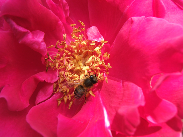 Image événement labouture