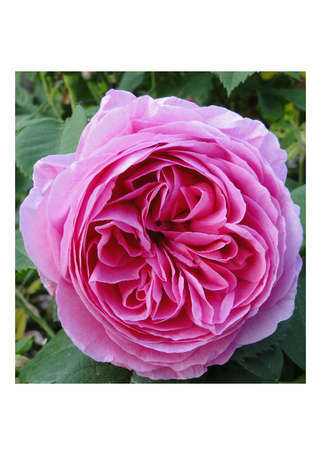 Image événement labouture