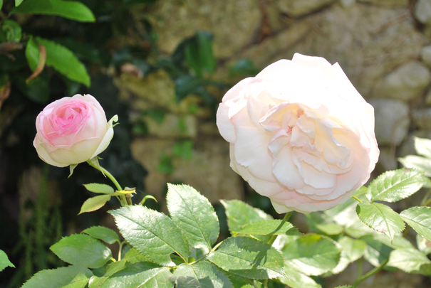 Image événement labouture